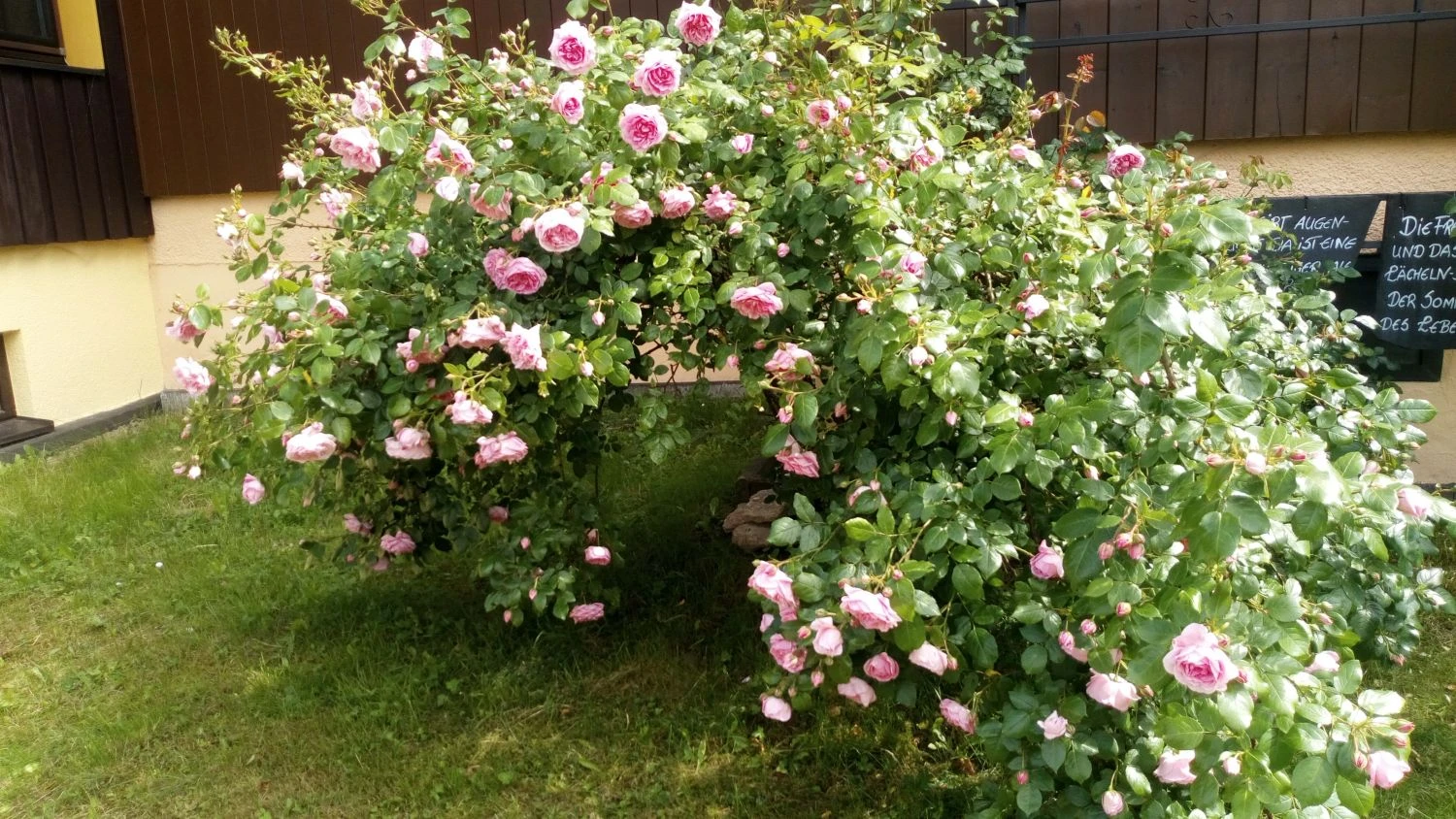 Kletterrose 'Sweet Laguna' ® 4 Kletterrose 'Sweet Laguna' ® – Bild 2