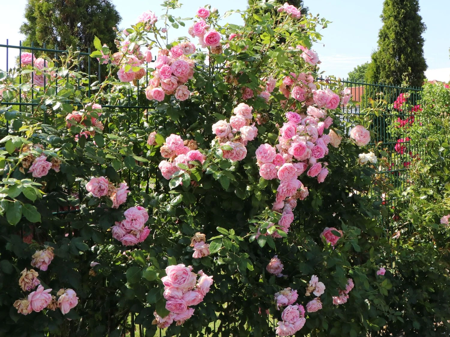 Kletterrose 'Sweet Laguna' ® 3 Kletterrose 'Sweet Laguna' ®