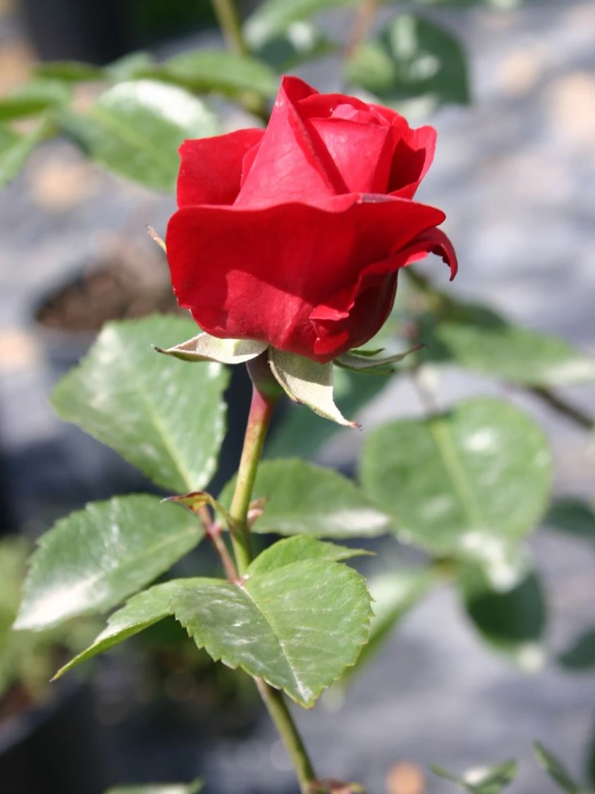 Kletterrose 'Sympathie' ® 7 Kletterrose 'Sympathie' ® – Bild 5