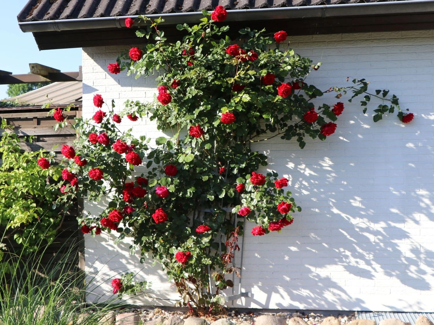 Kletterrose 'Sympathie' ® 6 Kletterrose 'Sympathie' ® – Bild 4