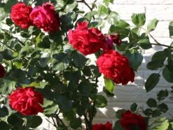 Kletterrose 'Sympathie' ® 11 Kletterrose 'Sympathie' ® -Günstiges Garten Zart Geschäft kletterrose sympathie m002746 w 1