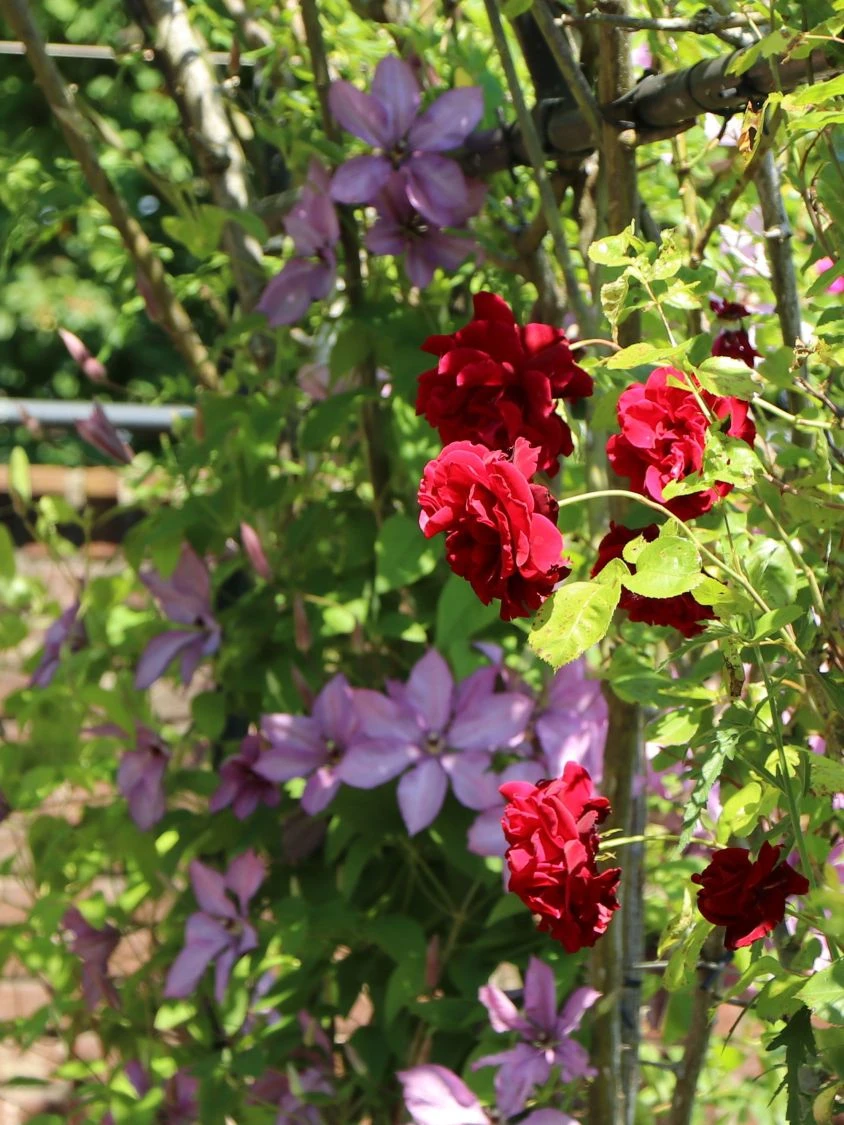 Kletterrose 'Sympathie' ® 4 Kletterrose 'Sympathie' ® – Bild 2