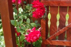 Kletterrose 'The Prince's Trust' / 'Baikal' ® 20 Kletterrose 'The Prince's Trust' / 'Baikal' ® -Günstiges Garten Zart Geschäft kletterrose the princes trust baikal m007925 679254 0