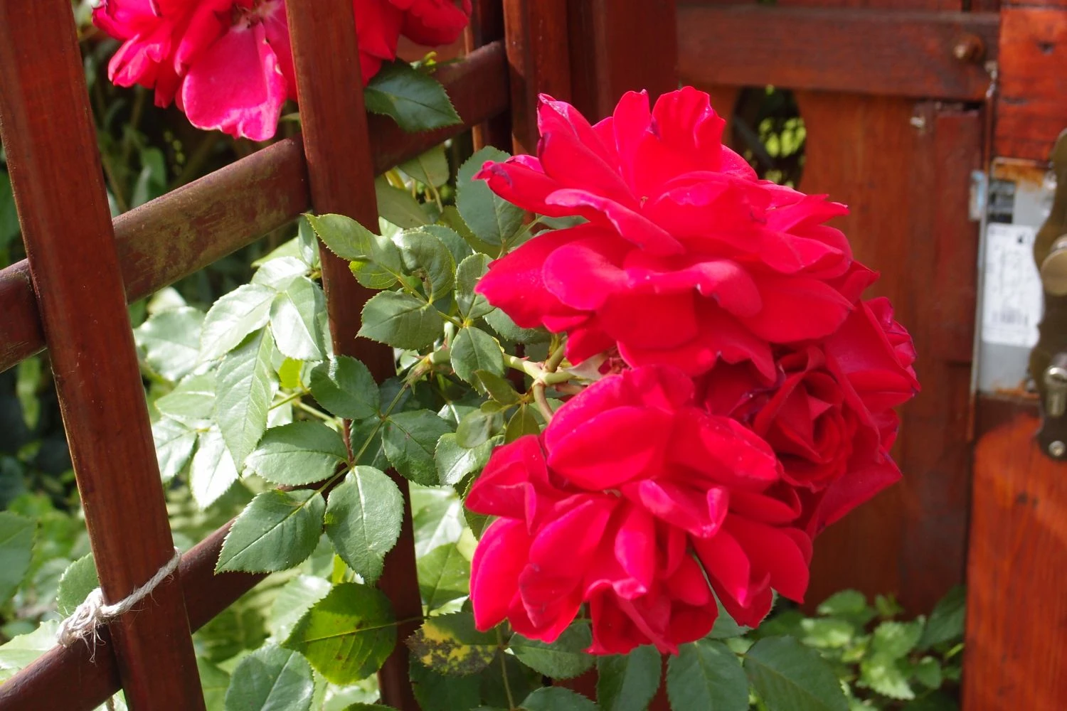 Kletterrose 'The Prince's Trust' / 'Baikal' ® 10 Kletterrose 'The Prince's Trust' / 'Baikal' ® – Bild 8