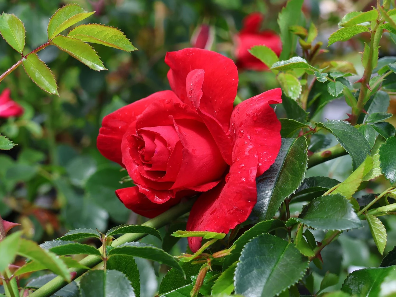 Kletterrose 'The Prince's Trust' / 'Baikal' ® 3 Kletterrose 'The Prince's Trust' / 'Baikal' ®