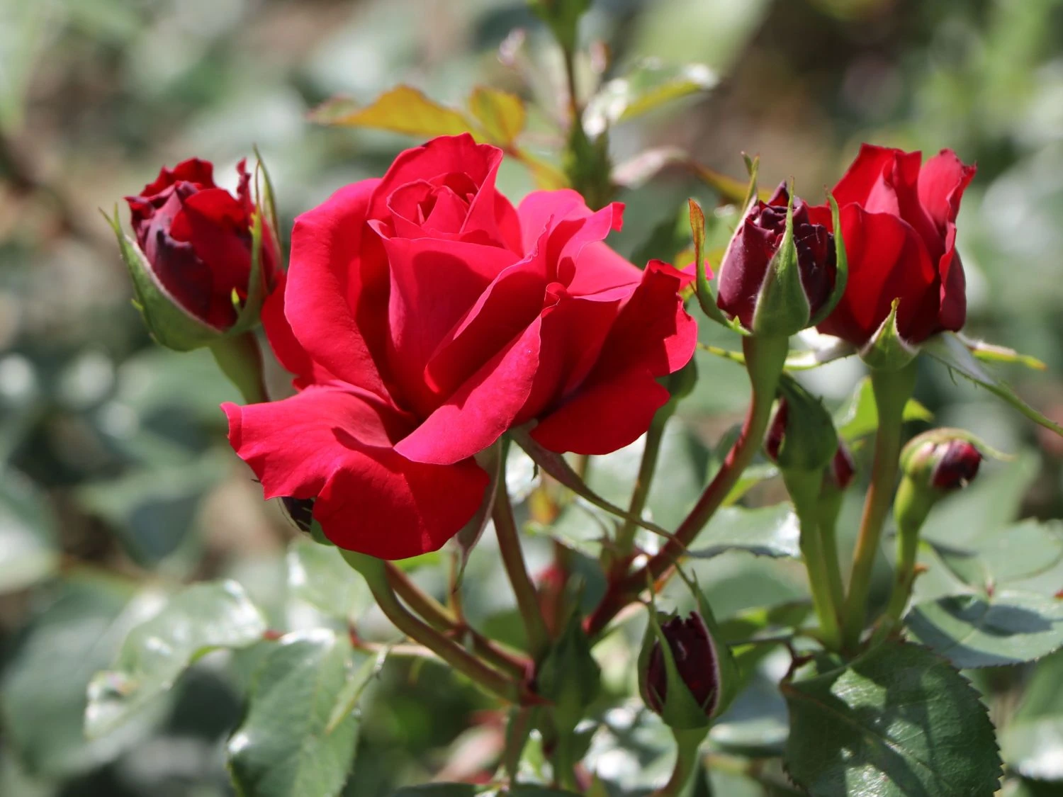 Kletterrose 'The Prince's Trust' / 'Baikal' ® 4 Kletterrose 'The Prince's Trust' / 'Baikal' ® – Bild 2