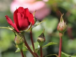 Kletterrose 'The Prince's Trust' / 'Baikal' ® 16 Kletterrose 'The Prince's Trust' / 'Baikal' ® -Günstiges Garten Zart Geschäft kletterrose the princes trust baikal m007925 w 1