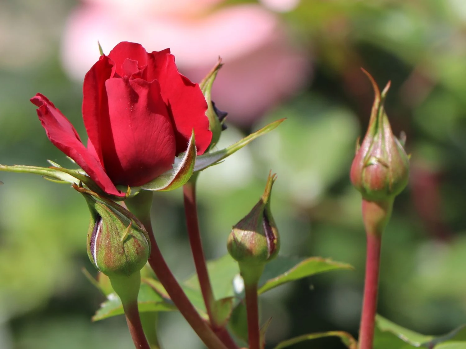 Kletterrose 'The Prince's Trust' / 'Baikal' ® 7 Kletterrose 'The Prince's Trust' / 'Baikal' ® – Bild 5