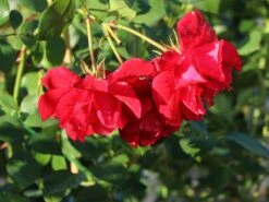 Kletterrose 'The Prince's Trust' / 'Baikal' ® 15 Kletterrose 'The Prince's Trust' / 'Baikal' ® -Günstiges Garten Zart Geschäft kletterrose the princes trust baikal m007925 w 4