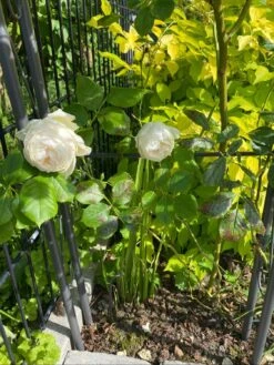 Kletterrose 'Uetersener Klosterrose' -Günstiges Garten Zart Geschäft kletterrose uetersener klosterrose m009511 1304243 0