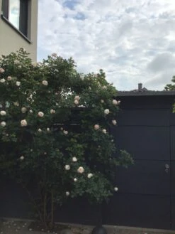 Kletterrose 'Uetersener Klosterrose' -Günstiges Garten Zart Geschäft kletterrose uetersener klosterrose m009511 193676 0