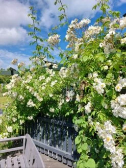 Kletterrose 'Uetersener Klosterrose' -Günstiges Garten Zart Geschäft kletterrose uetersener klosterrose m009511 268317 0
