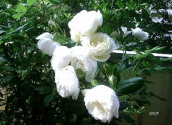 Kletterrose 'Uetersener Klosterrose' -Günstiges Garten Zart Geschäft kletterrose uetersener klosterrose m009511 589576 0