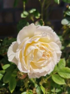 Kletterrose 'Uetersener Klosterrose' -Günstiges Garten Zart Geschäft kletterrose uetersener klosterrose m009511 948006 0