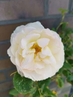 Kletterrose 'Uetersener Klosterrose' -Günstiges Garten Zart Geschäft kletterrose uetersener klosterrose m009511 948006 1