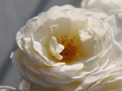 Kletterrose 'Uetersener Klosterrose' -Günstiges Garten Zart Geschäft kletterrose uetersener klosterrose m009511 w 0