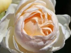 Kletterrose 'Uetersener Klosterrose' -Günstiges Garten Zart Geschäft kletterrose uetersener klosterrose m009511 w 2