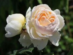 Kletterrose 'Uetersener Klosterrose' -Günstiges Garten Zart Geschäft kletterrose uetersener klosterrose m009511 w 3