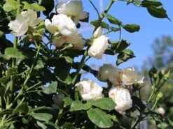 Kletterrose 'Uetersener Klosterrose' -Günstiges Garten Zart Geschäft kletterrose uetersener klosterrose m009511 w 4