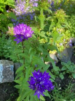 Knäuel-Glockenblume 'Superba' 17 Knäuel-Glockenblume 'Superba' -Günstiges Garten Zart Geschäft knaeuel glockenblume superba m012355 193676 0