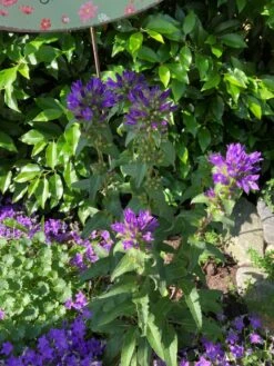 Knäuel-Glockenblume 'Superba' 16 Knäuel-Glockenblume 'Superba' -Günstiges Garten Zart Geschäft knaeuel glockenblume superba m012355 193676 1