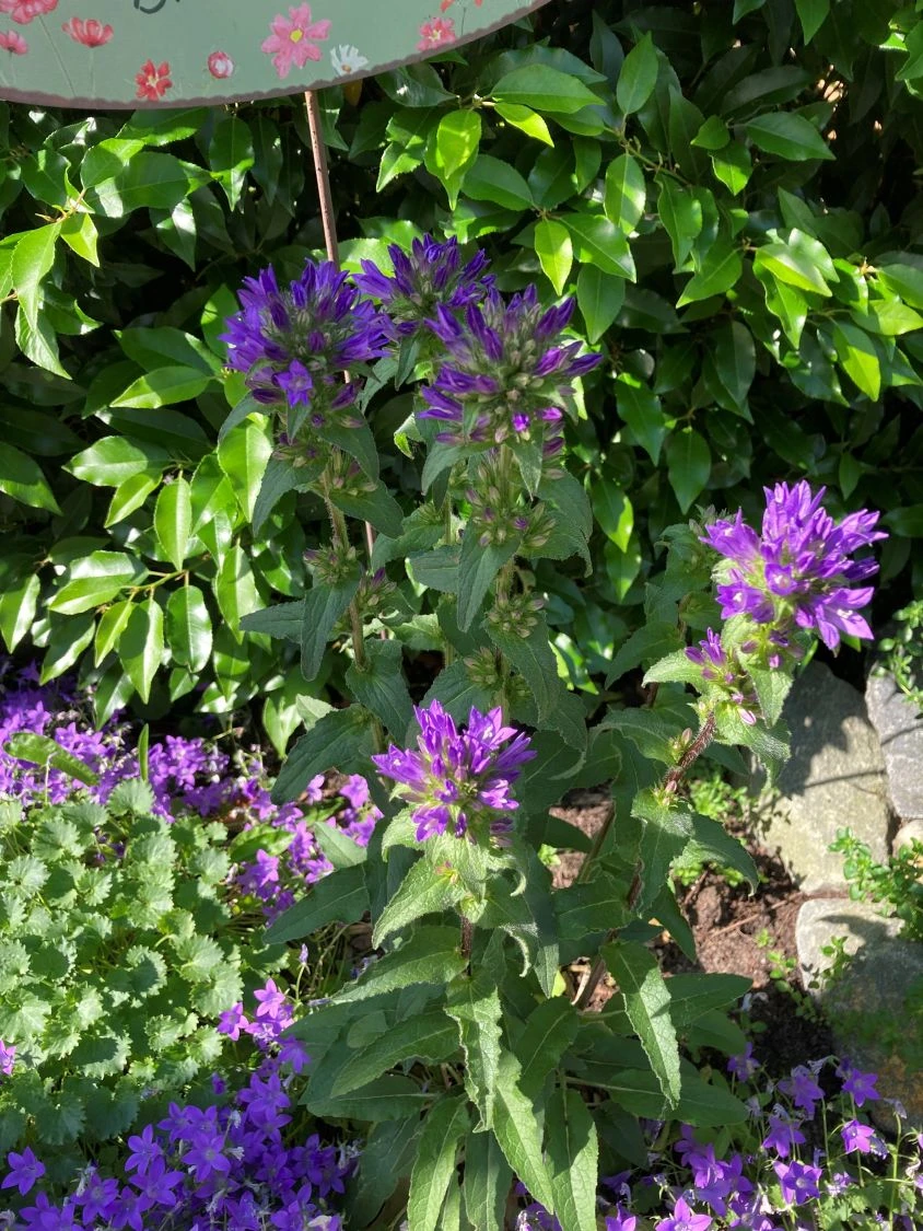 Knäuel-Glockenblume 'Superba' 8 Knäuel-Glockenblume 'Superba' – Bild 6