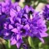 Knäuel-Glockenblume 'Superba' -Günstiges Garten Zart Geschäft knaeuel glockenblume superba m012355 h 0
