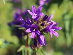 Knäuel-Glockenblume 'Superba' 14 Knäuel-Glockenblume 'Superba' -Günstiges Garten Zart Geschäft knaeuel glockenblume superba m012355 w 1