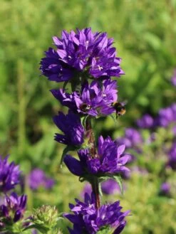 Knäuel-Glockenblume 'Superba' 13 Knäuel-Glockenblume 'Superba' -Günstiges Garten Zart Geschäft knaeuel glockenblume superba m012355 w 2