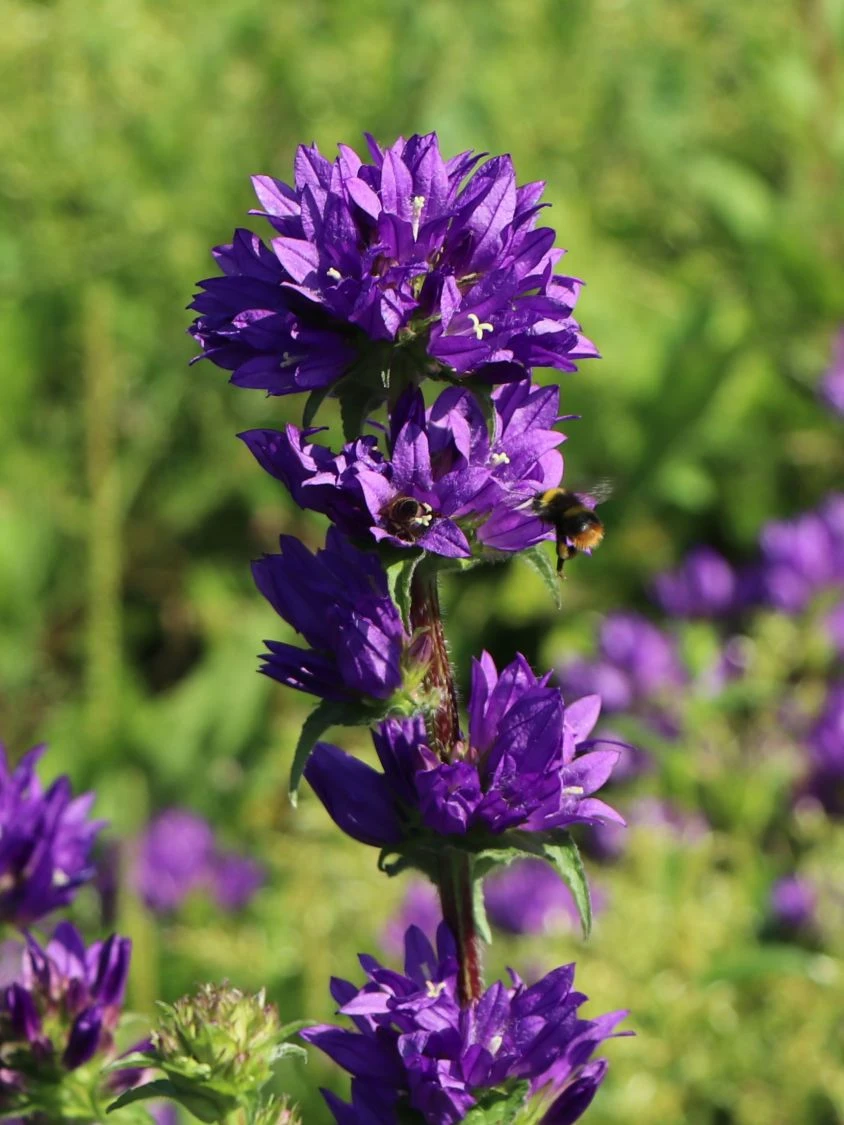 Knäuel-Glockenblume 'Superba' 5 Knäuel-Glockenblume 'Superba' – Bild 3