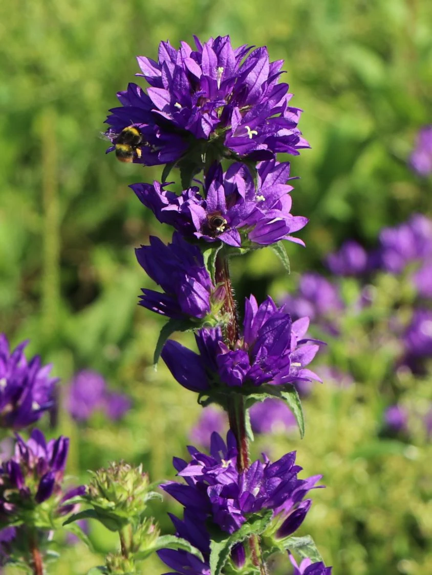 Knäuel-Glockenblume 'Superba' 4 Knäuel-Glockenblume 'Superba' – Bild 2