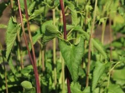 Knollen-Brandkraut -Günstiges Garten Zart Geschäft knollen brandkraut m078717 w 0