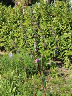 Knollen-Brandkraut -Günstiges Garten Zart Geschäft knollen brandkraut m078717 w 1