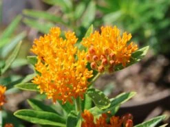 Knollige Seidenpflanze