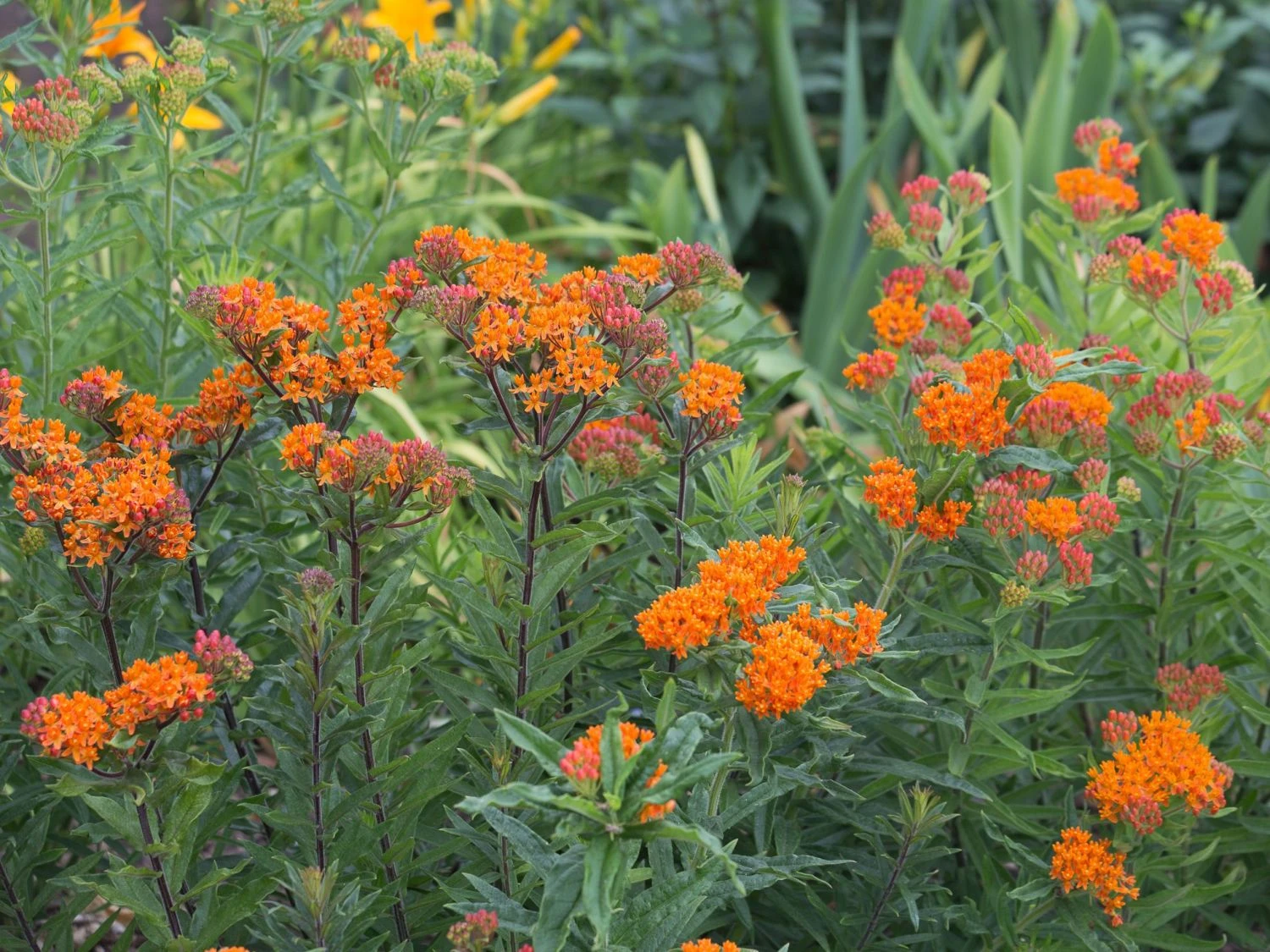 Knollige Seidenpflanze 4 Knollige Seidenpflanze – Bild 2