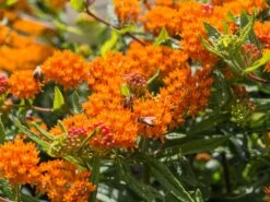 Knollige Seidenpflanze 10 Knollige Seidenpflanze -Günstiges Garten Zart Geschäft knollige seidenpflanze m056499 w 1