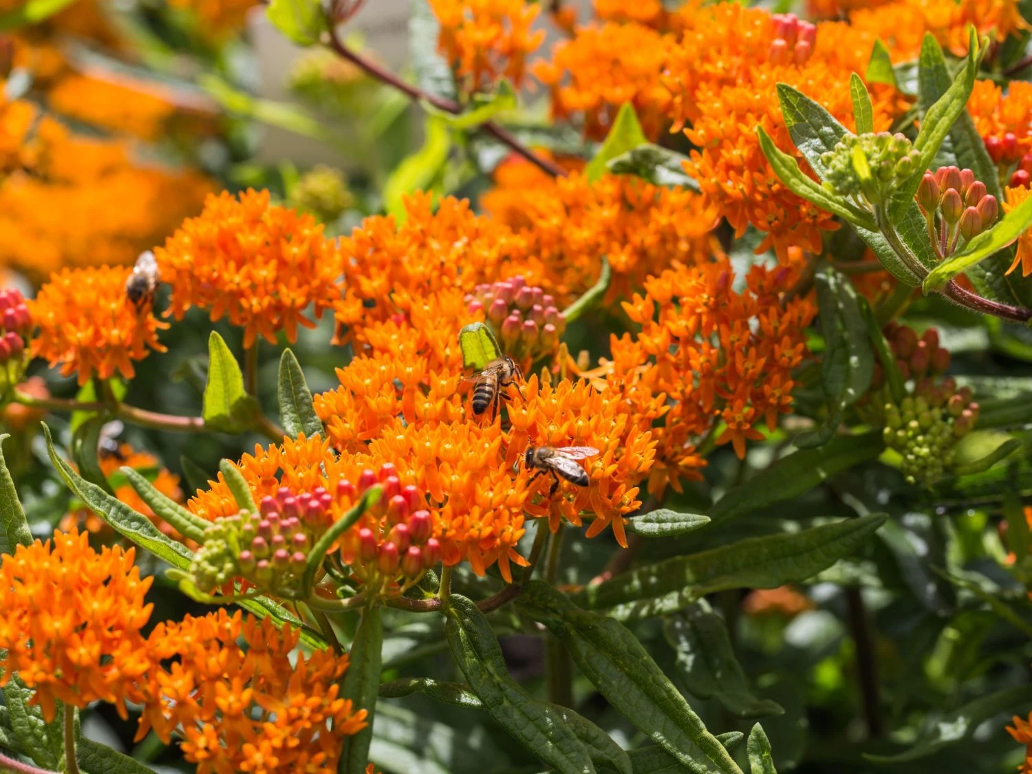 Knollige Seidenpflanze 5 Knollige Seidenpflanze – Bild 3