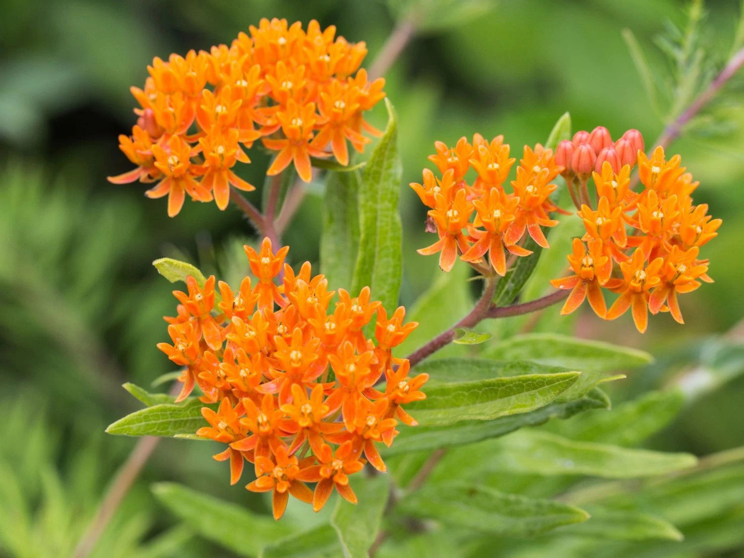 Knollige Seidenpflanze 7 Knollige Seidenpflanze – Bild 5
