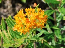 Knollige Seidenpflanze 13 Knollige Seidenpflanze -Günstiges Garten Zart Geschäft knollige seidenpflanze m056499 w 3