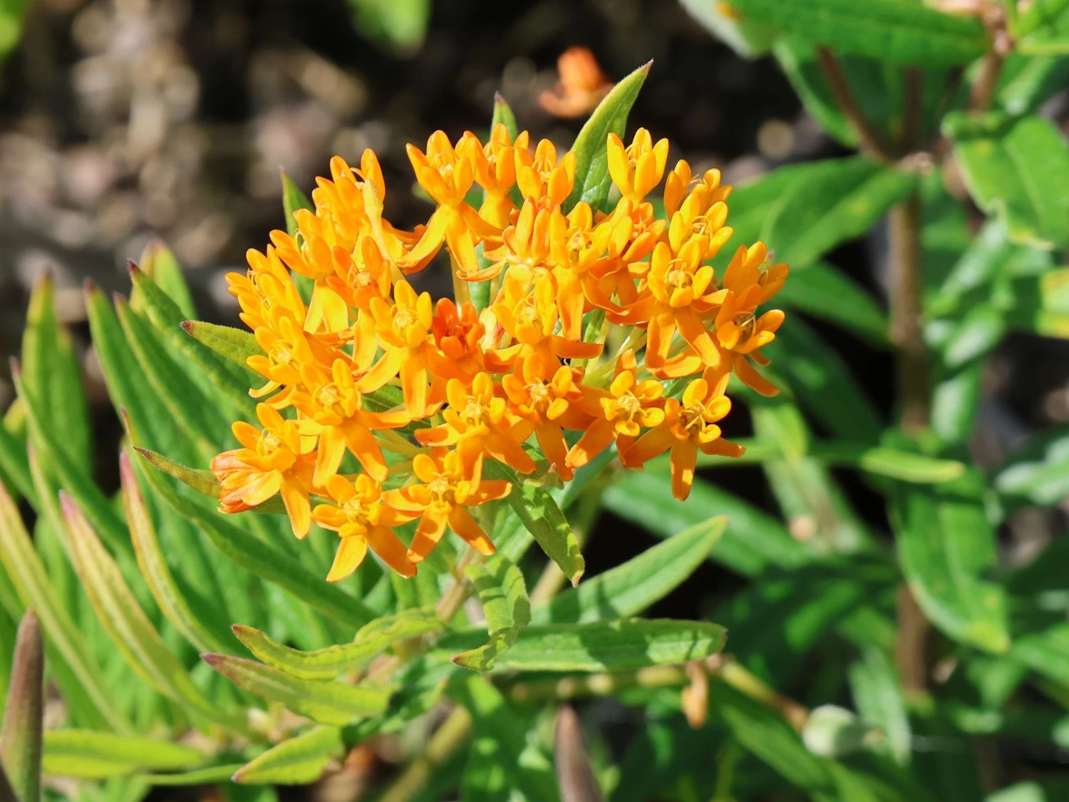 Knollige Seidenpflanze 8 Knollige Seidenpflanze – Bild 6