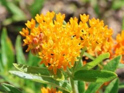 Knollige Seidenpflanze 11 Knollige Seidenpflanze -Günstiges Garten Zart Geschäft knollige seidenpflanze m056499 w 4