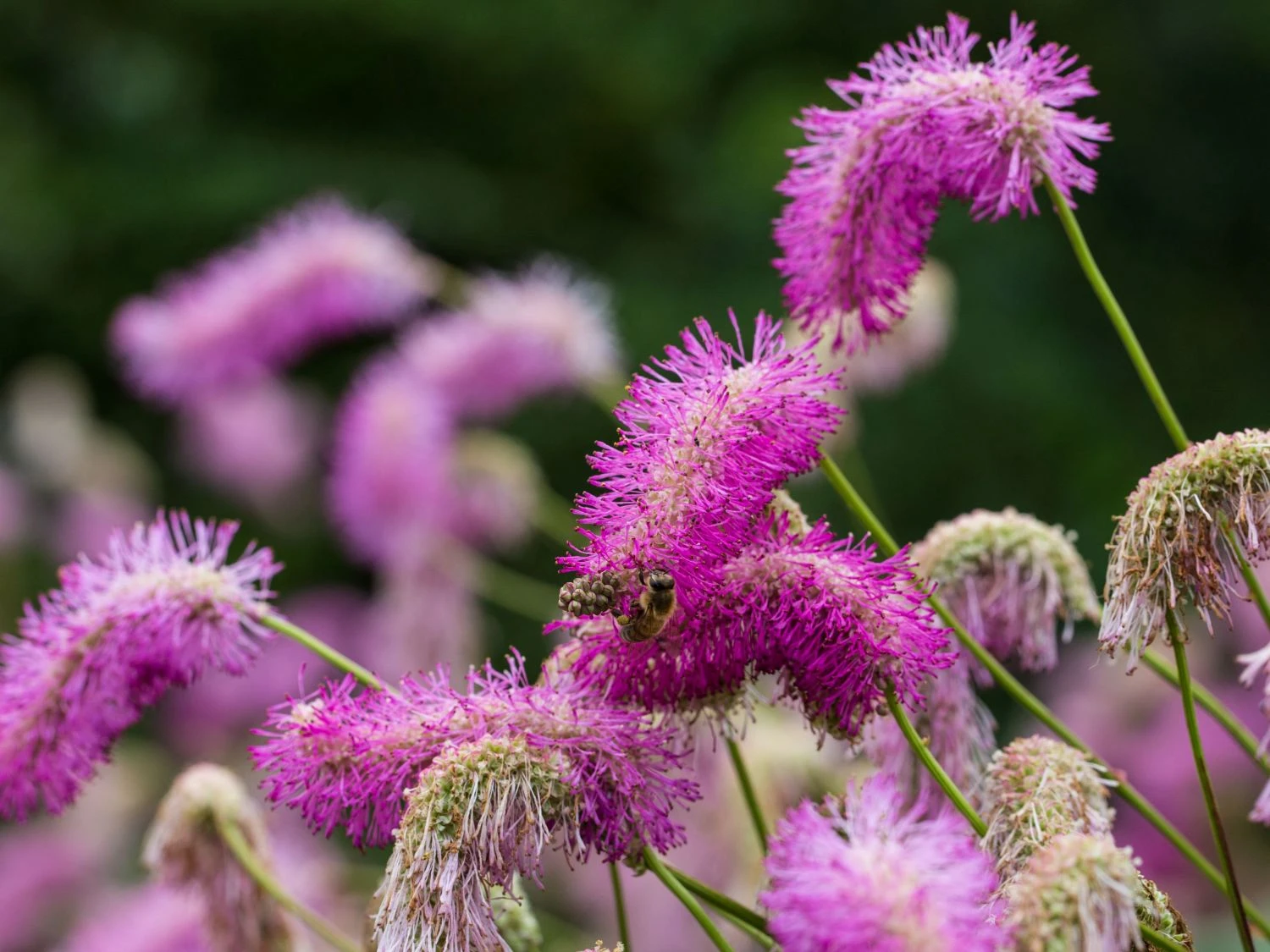 Koreanischer Wiesenknopf 'Pink Brushes' 3 Koreanischer Wiesenknopf 'Pink Brushes'