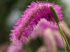 Koreanischer Wiesenknopf 'Pink Brushes' 19 Koreanischer Wiesenknopf 'Pink Brushes' -Günstiges Garten Zart Geschäft koreanischer wiesenknopf pink brushes m080305 w 0