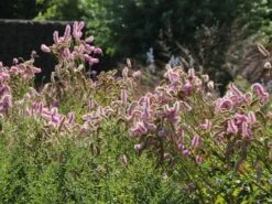 Koreanischer Wiesenknopf 'Pink Brushes' 24 Koreanischer Wiesenknopf 'Pink Brushes' -Günstiges Garten Zart Geschäft koreanischer wiesenknopf pink brushes m080305 w 10