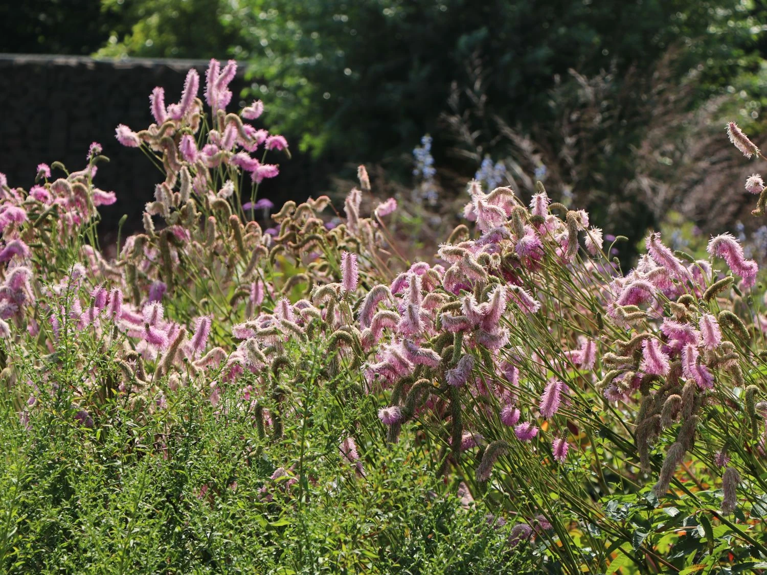 Koreanischer Wiesenknopf 'Pink Brushes' 13 Koreanischer Wiesenknopf 'Pink Brushes' – Bild 11