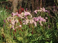 Koreanischer Wiesenknopf 'Pink Brushes' 25 Koreanischer Wiesenknopf 'Pink Brushes' -Günstiges Garten Zart Geschäft koreanischer wiesenknopf pink brushes m080305 w 2