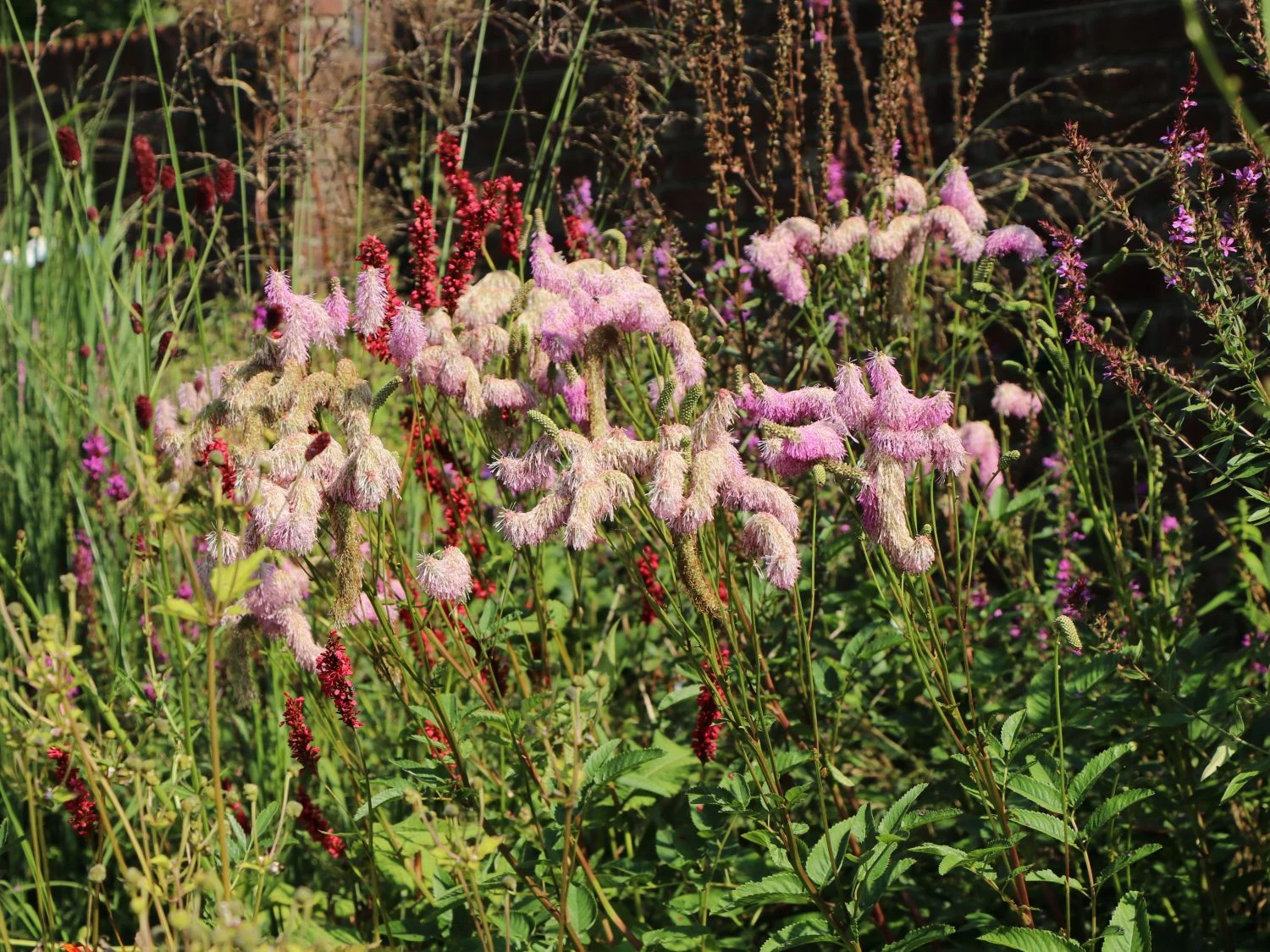 Koreanischer Wiesenknopf 'Pink Brushes' 14 Koreanischer Wiesenknopf 'Pink Brushes' – Bild 12