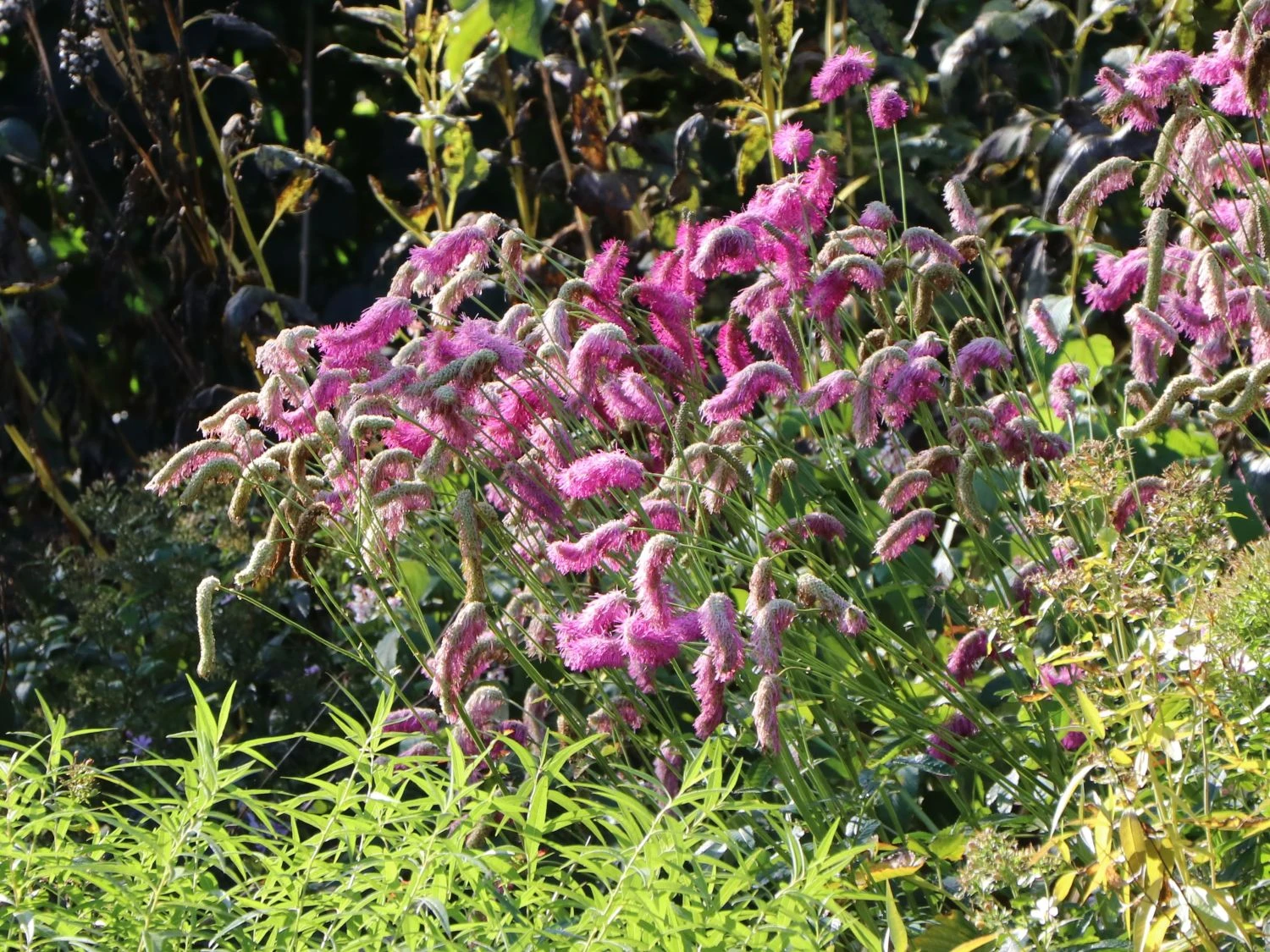 Koreanischer Wiesenknopf 'Pink Brushes' 11 Koreanischer Wiesenknopf 'Pink Brushes' – Bild 9