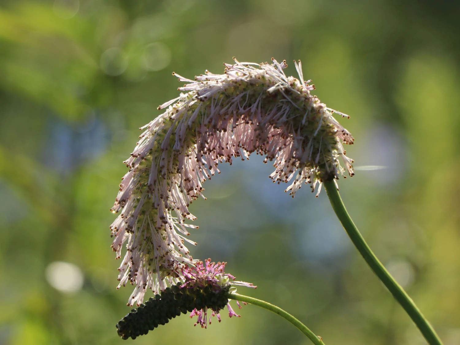 Koreanischer Wiesenknopf 'Pink Brushes' 12 Koreanischer Wiesenknopf 'Pink Brushes' – Bild 10