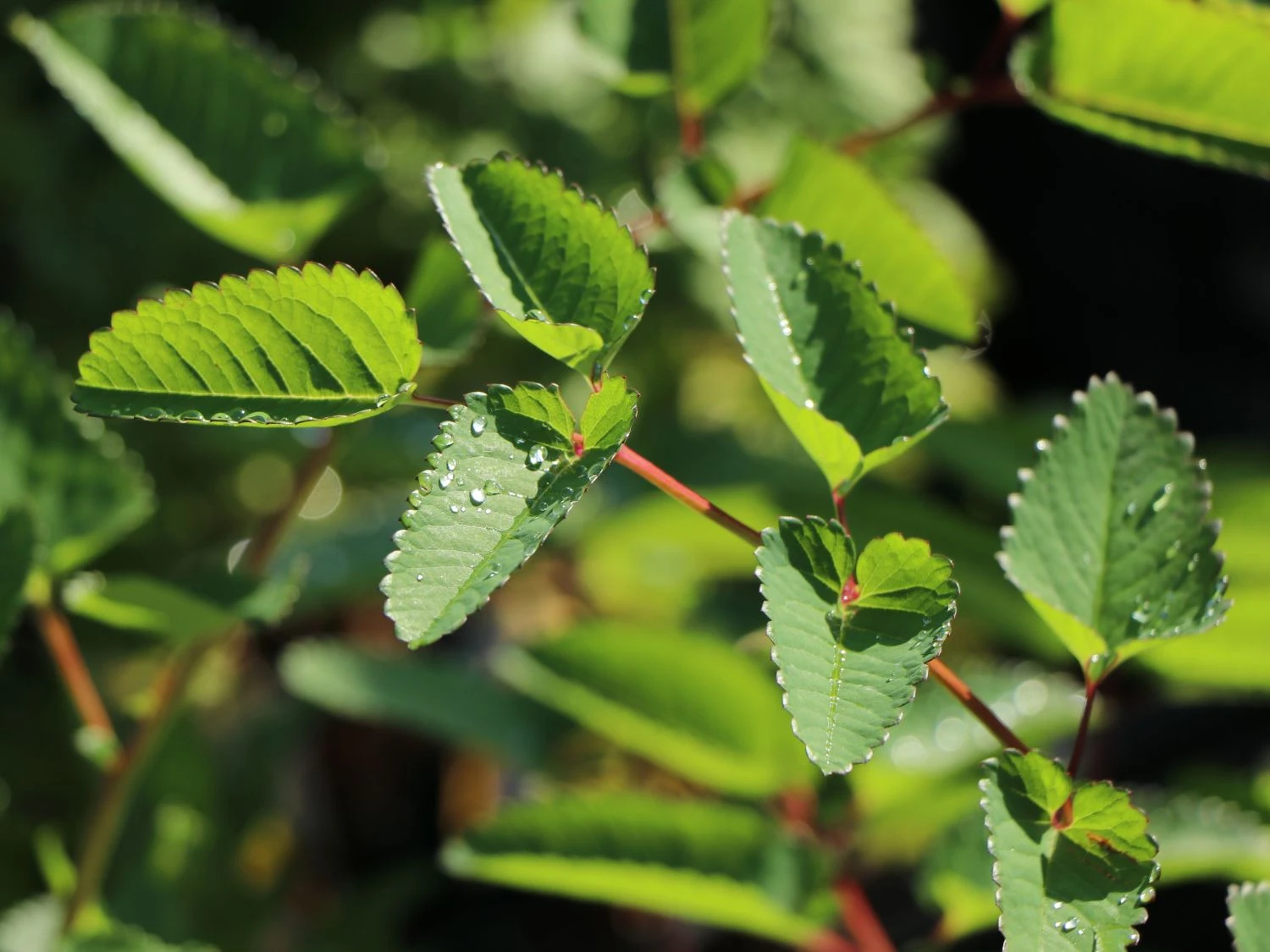 Koreanischer Wiesenknopf 'Pink Brushes' 9 Koreanischer Wiesenknopf 'Pink Brushes' – Bild 7